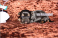 /album/yorkshire-terrier-rude-v3-frei/folie6-jpg9/