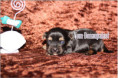 /album/yorkshire-terrier-rude-v3-frei/folie7-jpg7/