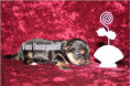 /album/yorkshire-terrier-madchen-v4-frei/folie1-jpg10/