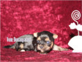 /album/yorkshire-terrier-madchen-v4-frei/folie2-jpg10/