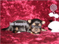 /album/yorkshire-terrier-madchen-v4-frei/folie3-jpg18/