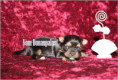 /album/yorkshire-terrier-madchen-v4-frei/folie4-jpg10/