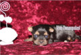 /album/yorkshire-terrier-madchen-v4-frei/folie5-jpg9/