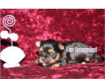 /album/yorkshire-terrier-madchen-v4-frei/folie6-jpg10/