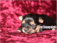 /album/yorkshire-terrier-madchen-v4-frei/folie7-jpg8/