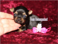 /album/yorkshire-terrier-madchen-v5-mini-frei/folie1-jpg13/