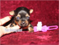 /album/yorkshire-terrier-madchen-v5-mini-frei/folie2-jpg11/