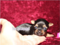 /album/yorkshire-terrier-madchen-v5-mini-frei/folie3-jpg20/