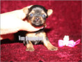 /album/yorkshire-terrier-madchen-v5-mini-frei/folie4-jpg12/