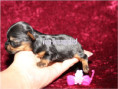 /album/yorkshire-terrier-madchen-v5-mini-frei/folie5-jpg12/