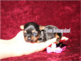 /album/yorkshire-terrier-madchen-v5-mini-frei/folie6-jpg14/
