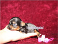 /album/yorkshire-terrier-madchen-v5-mini-frei/folie7-jpg11/