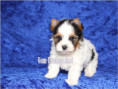 /album/biewer-yorkshire-terrier-rude/folie1-jpg2/
