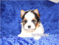 /album/biewer-yorkshire-terrier-rude/folie2-jpg1/