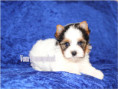 /album/biewer-yorkshire-terrier-rude/folie3-jpg3/
