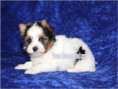 /album/biewer-yorkshire-terrier-rude/folie4-jpg/