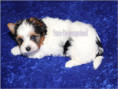 /album/biewer-yorkshire-terrier-rude/folie5-jpg/