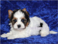 /album/biewer-yorkshire-terrier-rude/folie6-jpg/