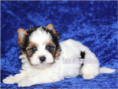 /album/biewer-yorkshire-terrier-rude/folie7-jpg/
