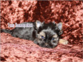 /album/yorkshire-terrier-rude-v1-frei/folie1-jpg5/