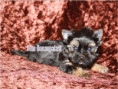 /album/yorkshire-terrier-rude-v1-frei/folie2-jpg4/