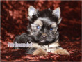 /album/yorkshire-terrier-rude-v1-frei/folie3-jpg9/