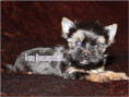 /album/yorkshire-terrier-rude-v1-frei/folie4-jpg5/