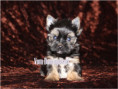 /album/yorkshire-terrier-rude-v1-frei/folie5-jpg5/