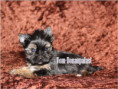 /album/yorkshire-terrier-rude-v1-frei/folie6-jpg4/