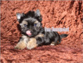 /album/yorkshire-terrier-rude-v1-frei/folie7-jpg3/