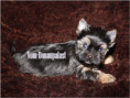 /album/yorkshire-terrier-rude-v1-frei/folie8-jpg2/
