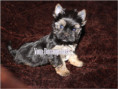 /album/yorkshire-terrier-rude-v1-frei/folie9-jpg3/