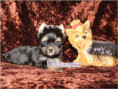 /album/yorkshire-terrier-rude-v3-frei/folie1-jpg8/