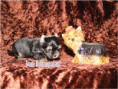 /album/yorkshire-terrier-rude-v3-frei/folie2-jpg5/