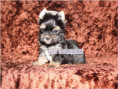 /album/yorkshire-terrier-rude-v3-frei/folie3-jpg11/