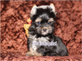 /album/yorkshire-terrier-rude-v3-frei/folie4-jpg6/