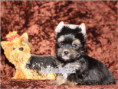 /album/yorkshire-terrier-rude-v3-frei/folie5-jpg6/