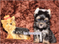 /album/yorkshire-terrier-rude-v3-frei/folie6-jpg5/