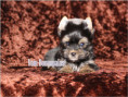 /album/yorkshire-terrier-rude-v3-frei/folie7-jpg4/