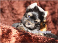 /album/yorkshire-terrier-rude-v3-frei/folie8-jpg3/