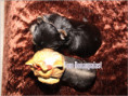 /album/yorkshire-terrier-rude-v3-frei/folie9-jpg4/