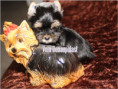 /album/yorkshire-terrier-rude-v3-frei/folie10-jpg2/