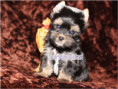 /album/yorkshire-terrier-rude-v3-frei/folie11-jpg/