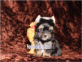 /album/yorkshire-terrier-rude-v3-frei/folie12-jpg1/