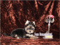 /album/yorkshire-terrier-madchen-v4-frei/folie1-jpg9/