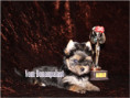 /album/yorkshire-terrier-madchen-v4-frei/folie2-jpg6/