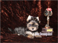 /album/yorkshire-terrier-madchen-v4-frei/folie3-jpg16/