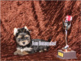 /album/yorkshire-terrier-madchen-v4-frei/folie4-jpg8/