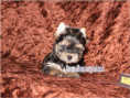 /album/yorkshire-terrier-madchen-v4-frei/folie5-jpg8/