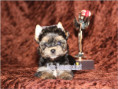 /album/yorkshire-terrier-madchen-v4-frei/folie6-jpg9/